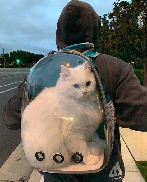 Pet backpack