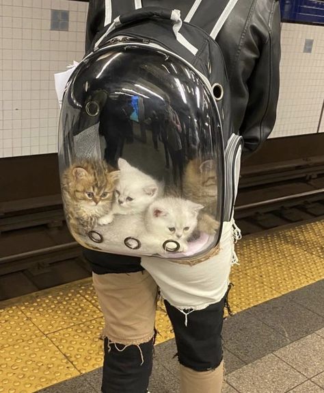 Pet backpack