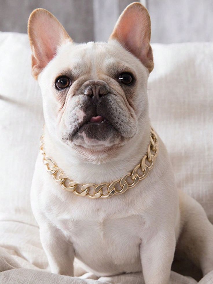 Gold Chain pet collar