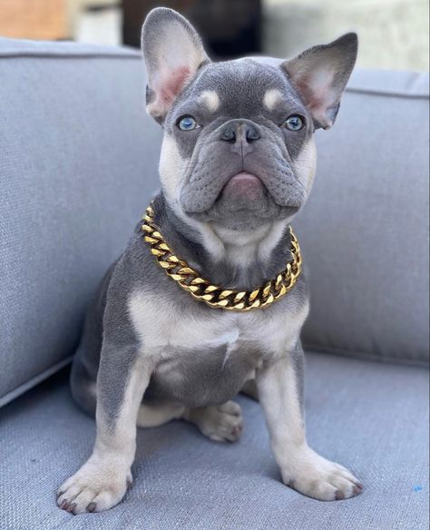 Gold Chain pet collar