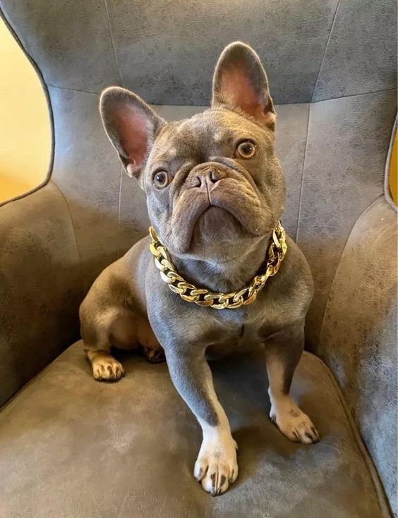 Gold Chain pet collar